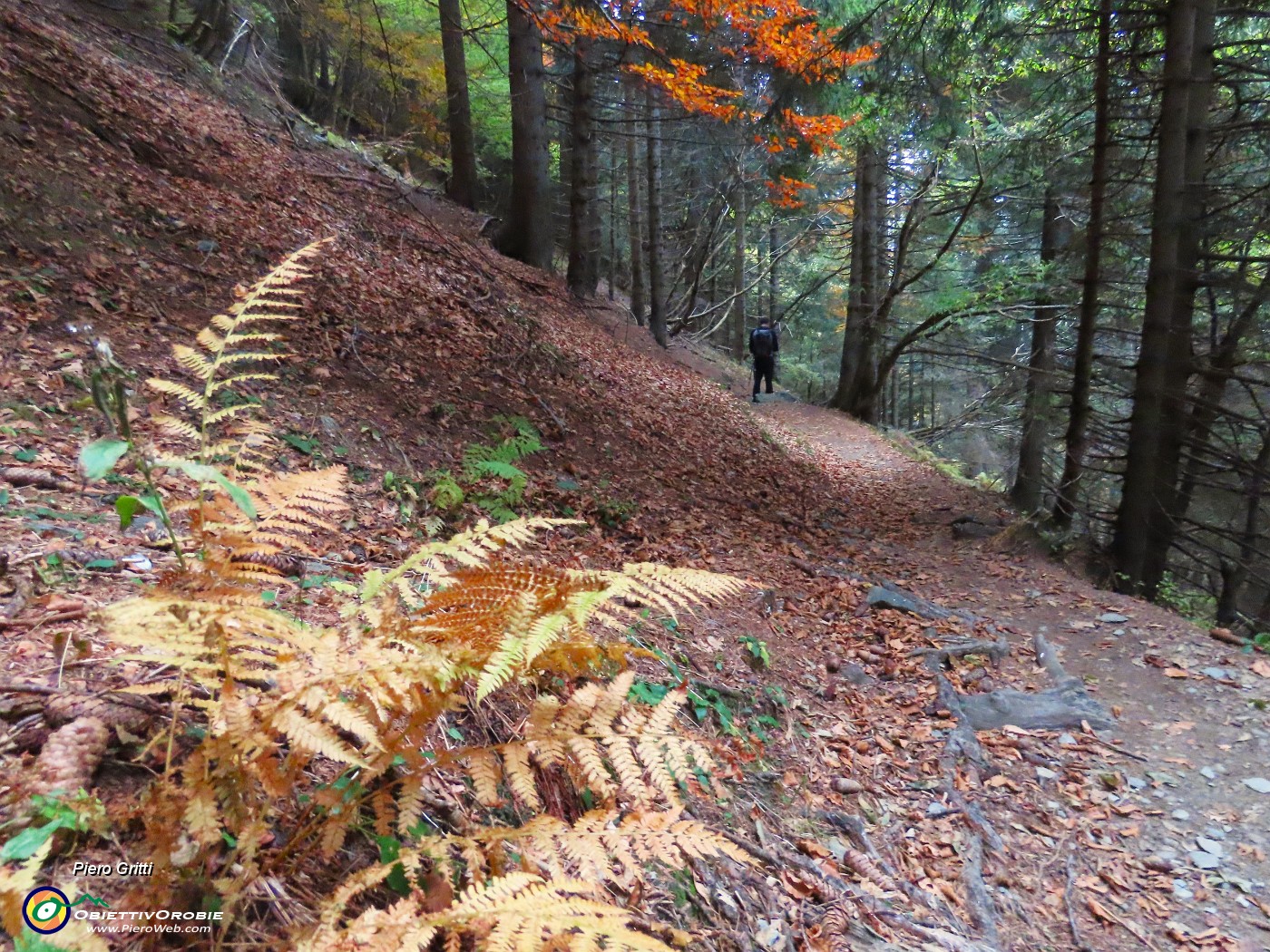 07 Felci colorate d'autunno nell'abetaia.JPG